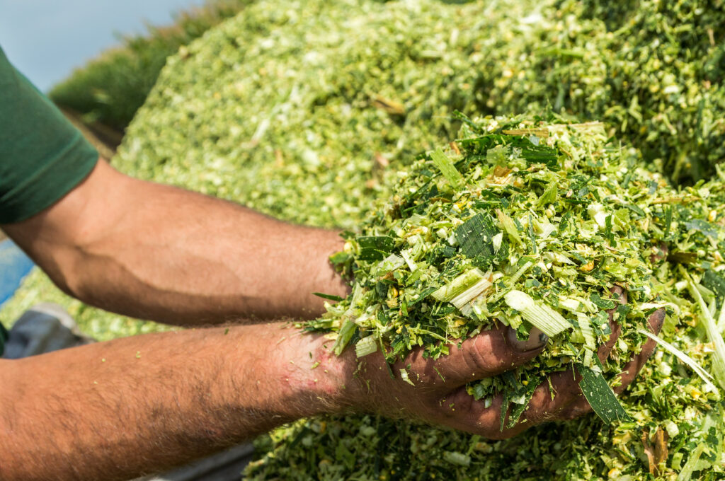 Maissilage Siliermittel