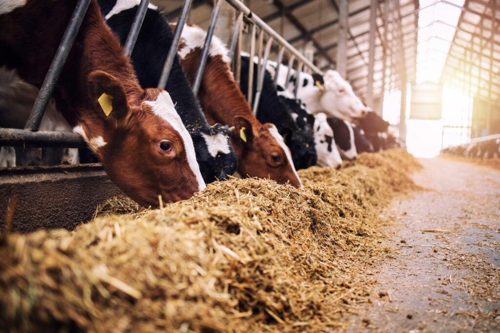 Silage, Kühe, Siliermittel