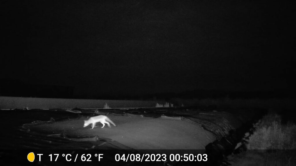 Ein großer Fahrsilo bei Nacht mit einem Fuchs drauf.