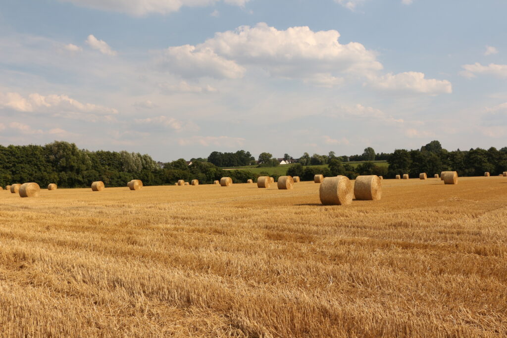 Ein großes Feld mit vielen in Rundballennetz eingepackten Ballen.