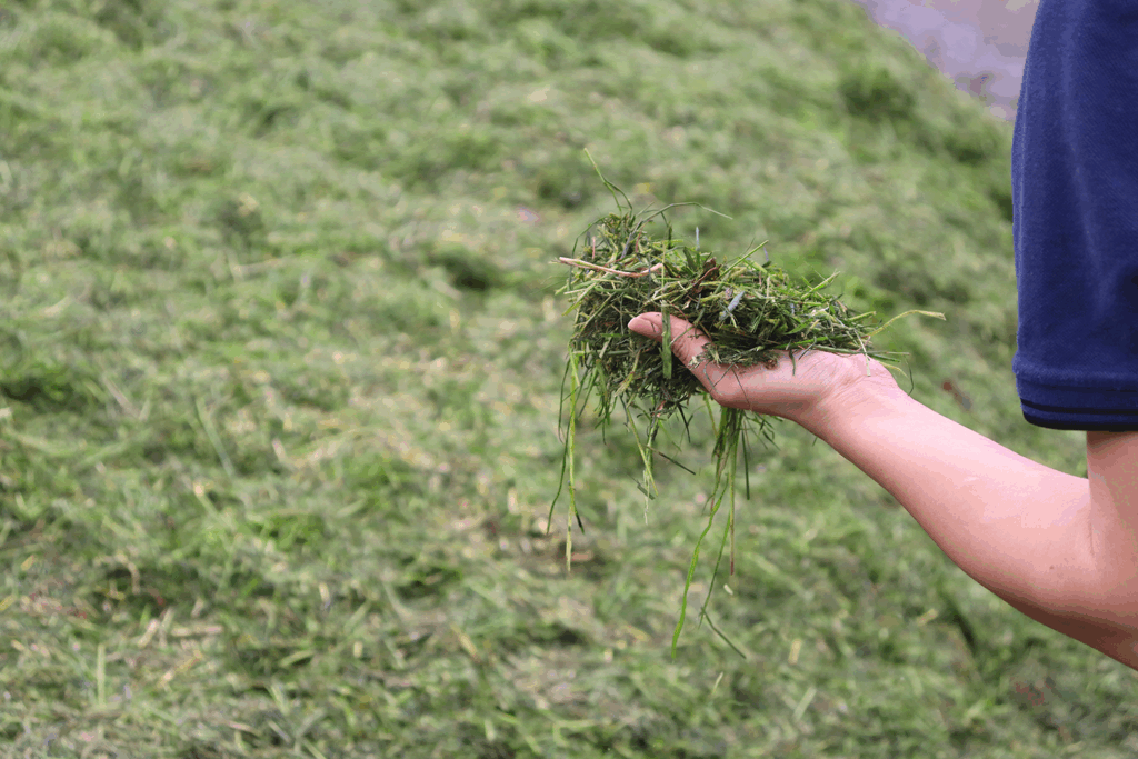 Grassilage Qualität prüfen